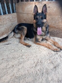 Německý ovčák - 4