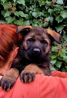 Německý ovčák štěňata s PP černá  a vlkošedá - 4