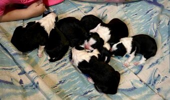 Border Kolie s PP - černobílé fenečky a jeden pejsek - 4