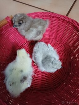 Prodám kuřátka hedvábničky - 4