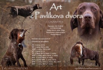 Německý ohař krátkosrstá štěňata - 4