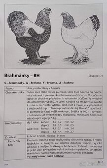Brahmánka velká - 4