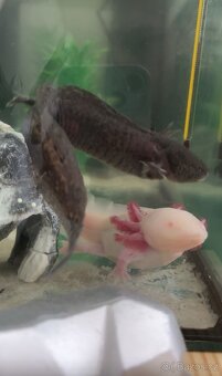 Axolotli - 4