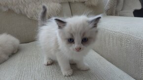 mačiatka ragdoll,radgoll,aktuálne,na predaj - 4