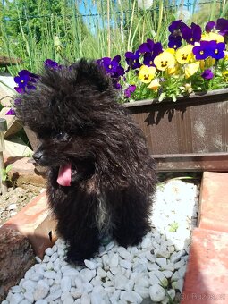 Pejsek Mini Pomeranian s PP - 4