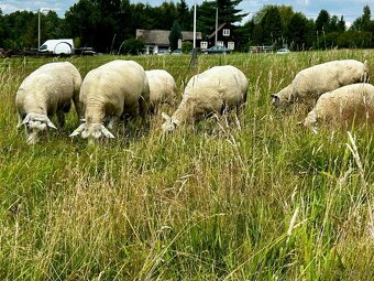 Bahnice Texel 100% - 4