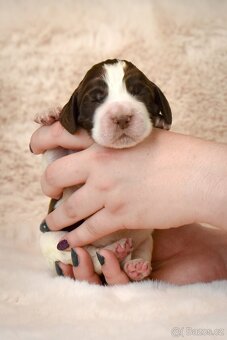 Anglický špringršpaněl štěně - 4