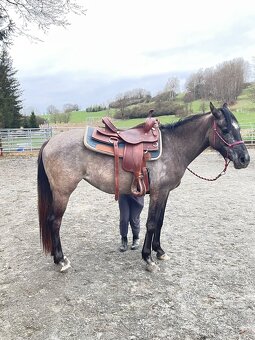 Sportovní pony klisna 3 roky. - 4