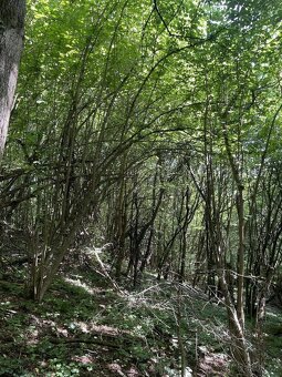 Prodám lesní pozemek v k.ú. Valašská Polanka - 4