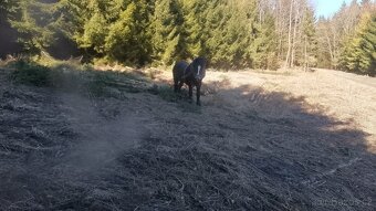 Predám ťažného žrebca - 4