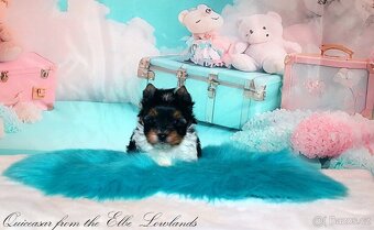 Biewer jorkšírský teriér s PP pejsek - 4