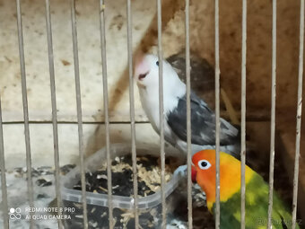 Agapornis Fischer - 4