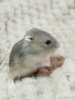 Křeček džungarský sameček - 4