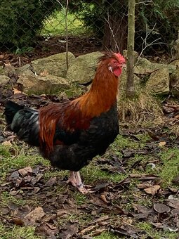 Násadové vejce slepic Sulmtaler - 4