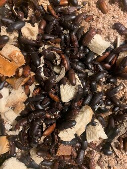 Potemník moučný - 4