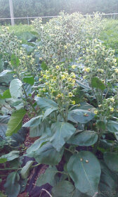 Virginský, Selský tabák semínka - 4