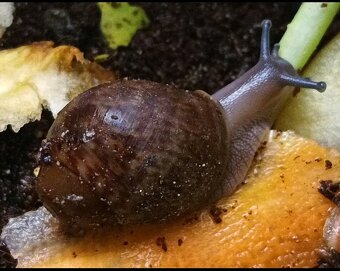 Africký šnek - Archachatina ventricosa cream a light body - 4
