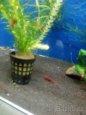 Prodám krevetky Neocaridina Red Sakura - 4