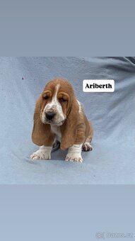 Štěňata Basset hound - 4