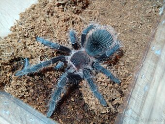 Prodám sklípkany lasiodora parahybana - 4