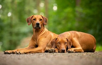 Rhodéský ridgeback - štěňata - 4