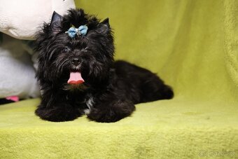 Color Yorkshire Terrier s PP- Barevný Jorkšírský terier s PP - 4