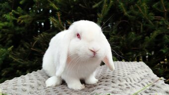 Zakrslý beránek, králíček, králík - WILLIAM - 4