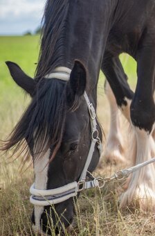 Shire horse klisna - 4