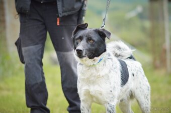 Bob - kříženec střední velkosti, opatrný kluk, 5 let - 4