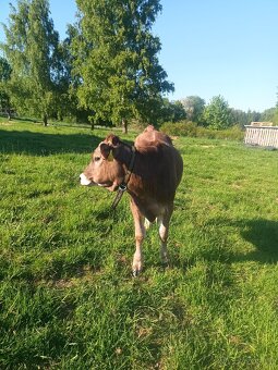 Prodám jalovici Brown Swiss - 4