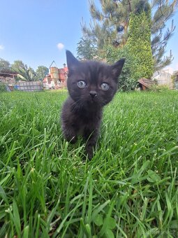Kote od Britky - 4