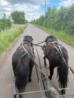 Pony hřebečky - 4