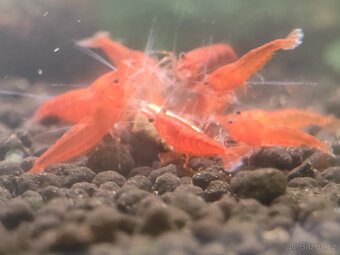 Neocaridina akvarijní krevetky - 4