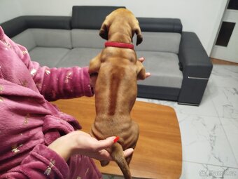 RHODESKY RIDGEBACK - 4