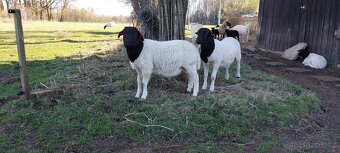 Dorper poslední letošní čistokrevný beránek, SLEVA - 4
