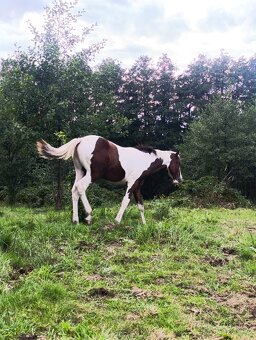 APH hřebeček s Andělem na hlavě - 4