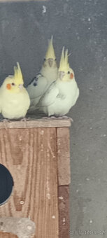 Korely albino, bělohlavé a a tzv. obyč. - 4