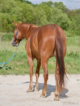 QH klisna - 4