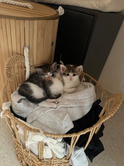 Tři kočky hledají nový domov 🐾 - 4