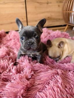 Francouzský buldoček štěňátka - 4