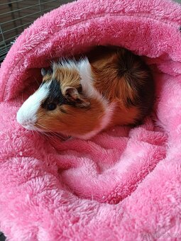 Daruji morčatko - 4