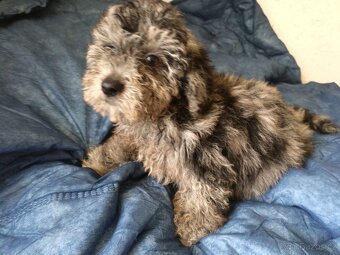 Jorkšírský teriér  & Poodle - 4