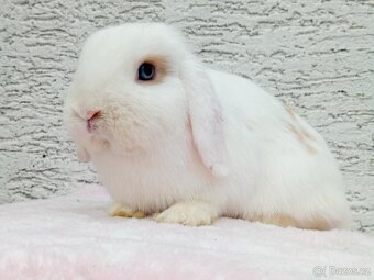 Volná samička - Anglický Zakrslý Beránek MiniLop🍑 - 4