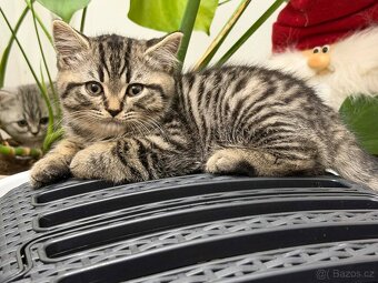 Britská whiskas koťátka bez PP - 4