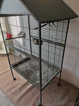 Korely + voliera - 4