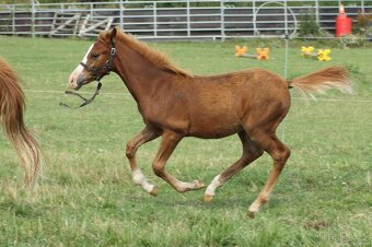 Hříbě sportovní pony - 4
