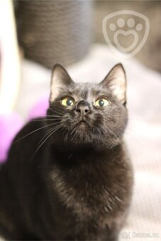 Bubli ❤ tulivá kočičí kráska ❤ - 4