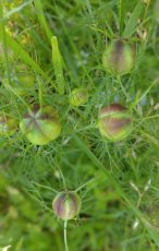 Směs semínek Černucha, Brutnák 1g. 700 semen 50 Kč - 4