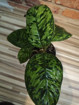 Homalomena "Camouflage” ( hlavní rostlina + 5 x výhon ) - 4