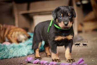 Beauceron - štěňátka k rezervaci - 4